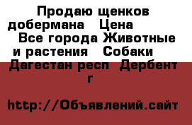 Продаю щенков добермана › Цена ­ 45 000 - Все города Животные и растения » Собаки   . Дагестан респ.,Дербент г.